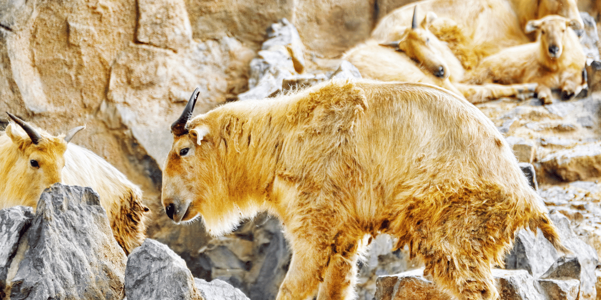 Royal Takin Preserve Image